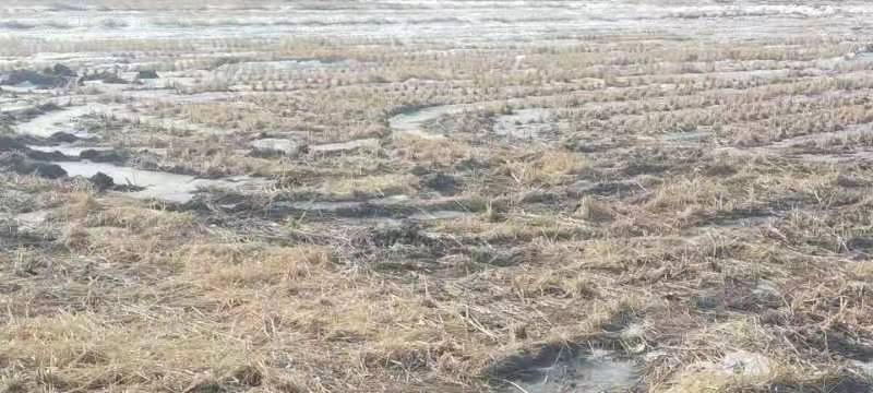 内蒙古自治区通辽市科左后旗茂道吐镇乌兰敖道嘎查林地